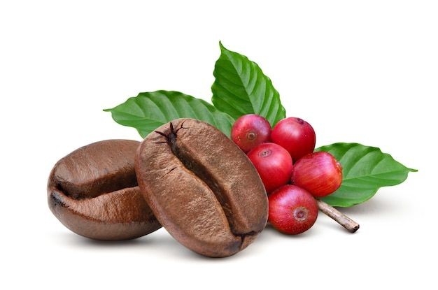 Gandeng BRIN, Pemkab Temanggung Teliti Buah Kopi Busuk