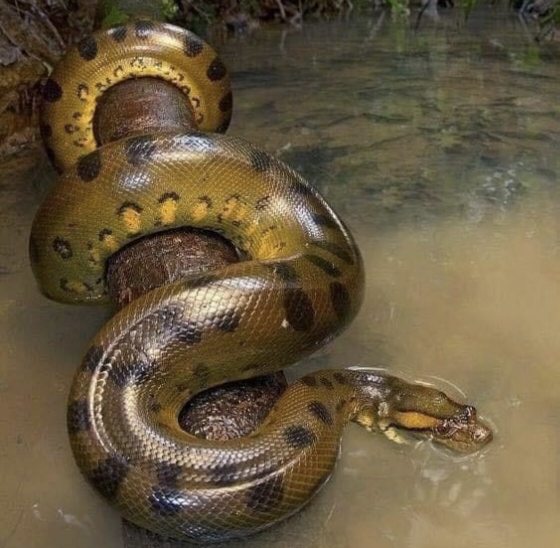 Tragis Jadi Santapan Piton, Inilah Kisah Benjo yang Kalah Duel dengan Ular Raksasa