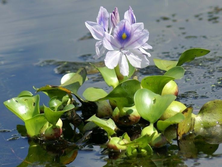 Eceng Gondok dan Sampah di Sungai, Potret Keindahan Semu