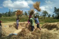 Potret petani Indonesia/ gambar: pinterest
