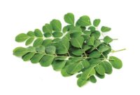 Daun Kelor/ sumber: pinterest