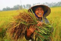 POV: Panen Padi/ Sumber: pinterest