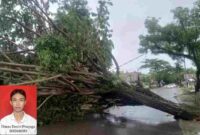 Foto pohon tumbang dan Dimas Destri Prayoga, mahasiswa Akuntansi, Universitas Bangka Belitung
