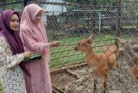 Pengunjung memberikan pakan satwa di Semarang Zoo.