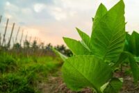 Pohon tembakau. (Foto: pinterest) 
