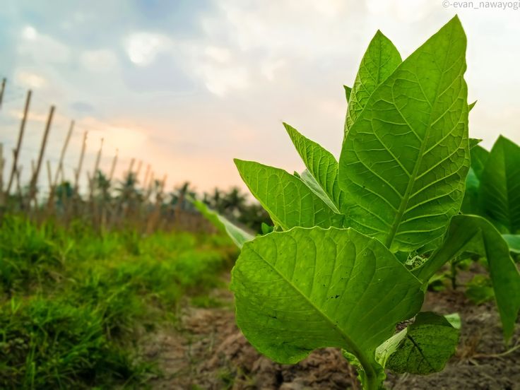 Mengapa Gudang Garam dan Nojorono Ogah Beli Tembakau Temanggung?
