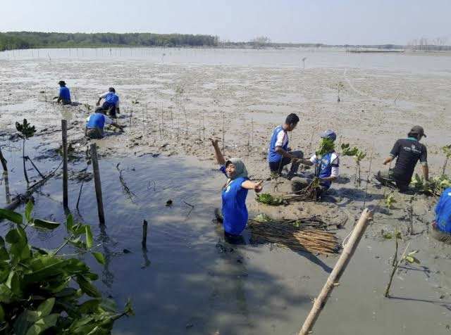 Atasi Banjir Rob, Warga Desa Timbulsloko Ambil Langkah Jitu Tanam Mangrove