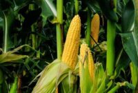 Ilustrasi tanaman jagung/ gambar: pinterest.com