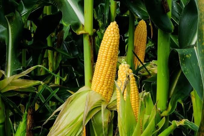 Jateng All Out Dukung Swasembada Pangan, Lahan Luas dan Beri Perlindungan bagi Petani Hutan