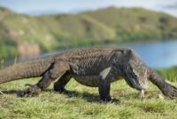 Satwa endemik Indonesia, Komodo. (Pinterest) 