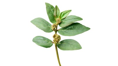 Gak Nyangka! Daun Patikan Kebo, ‘Si Tanaman Ajaib’ yang Ampuh Banget Buat 5 Masalah Kesehatan Ini!