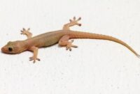 Hewan cicak. (Gambar: pinterest) 