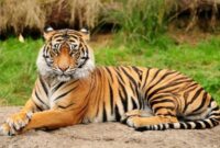 Ilustrasi harimau Sumatera. (Gambar: pinterest) 
