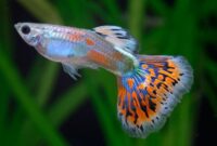 Ikan Guppy. (Pinterest) 
