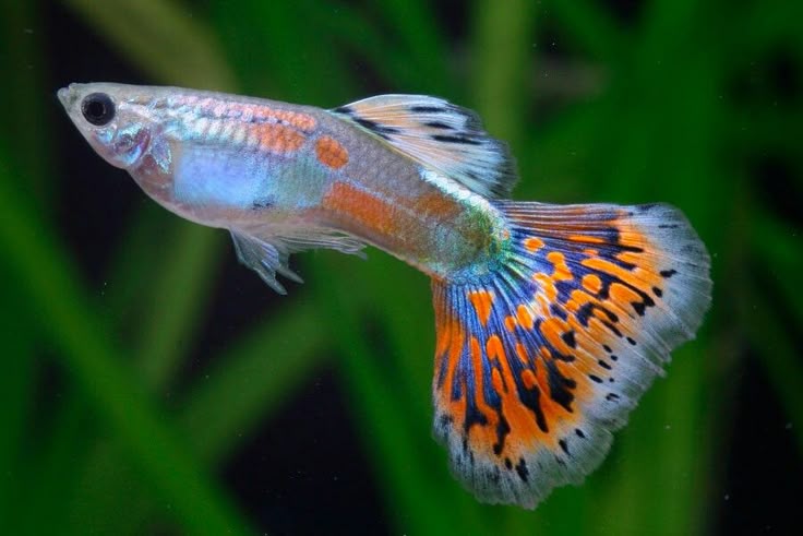 Ikan Guppy dan Filosofi Ketenangan Hidup
