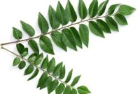 Daun salam koja. (sumber: pinterest) 