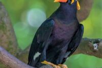 POV: Beo Nias (Gracula robusta)/ gambar: pinterest

