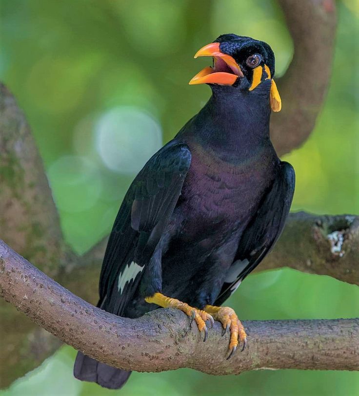 Menyelamatkan Beo Nias, Menyelamatkan Suara Hutan Nusantara