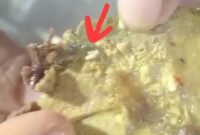 POV: temuan belatung pada menu Makan Bergizi Gratis (MBG) di SDN 166 Pinrang, Selasa (21/1/2026).
