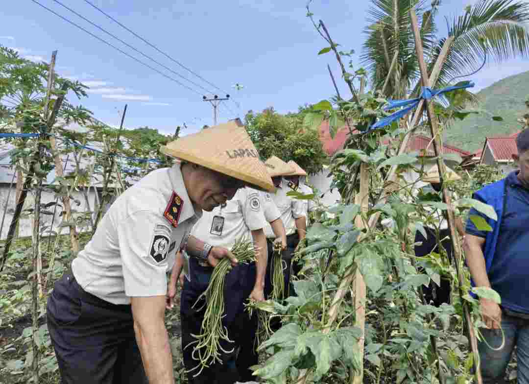 Dari Balik Jeruji, Warga Binaan Lapas Bandanaira Sukses Panen Kacang Panjang