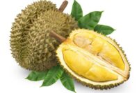 Ilustrasi durian montong (gambar; pinterest) 