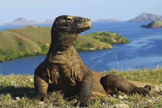 Taman Nasional Komodo: Surga Eksotis Indonesia Masuk Daftar Terindah Dunia Versi Time Out