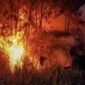 POV: Kebakaran hutan di Kalimantan. (Foto: ANTARA) 